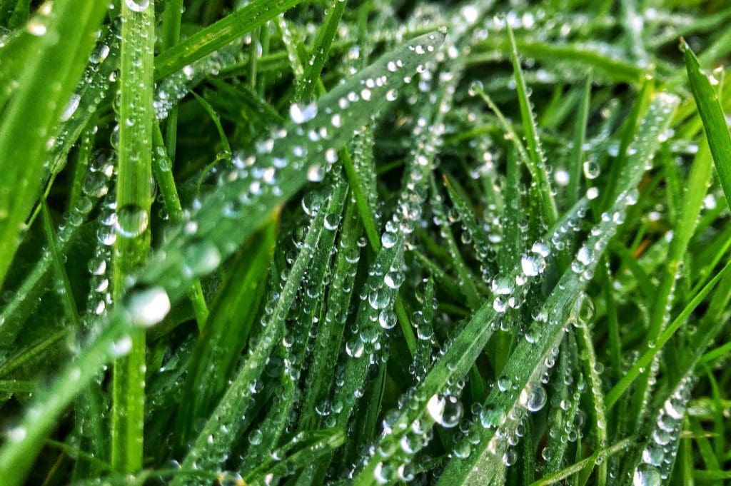 Drops water grass